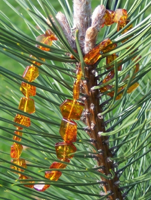 Amber Necklace ANECK04